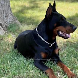 Doberman Pinschers from European Dobermans