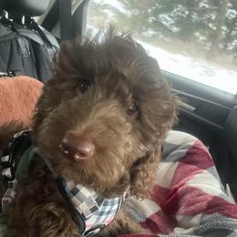 Cocoa - Chocolate male Australian Labradoodle puppy in Eagle, Wisconsin from Fruitful Beginnings,LLC