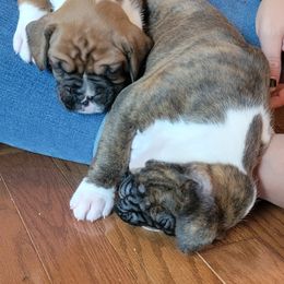 Boxer Puppies from Jewel Ridge