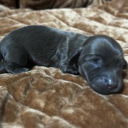 Sara I - Chocolate female Dachshund puppy in Sheridan, Arkansas from Farmhouse Dachshunds