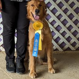 Emmi - Golden Retriever