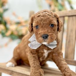Arrow - Red  male Goldendoodle puppy in Queen Creek, Arizona from Goldendoodle AZ