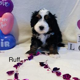 Ruff - Tri-color male Bernedoodle puppy in Sandy, Oregon from MC Doodles
