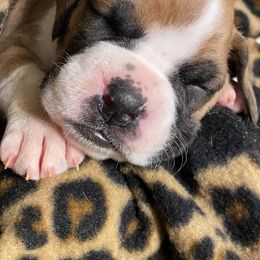 Boxer Puppies from BlueridgeBoxers