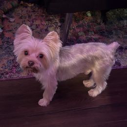 Biggie - Yorkshire Terrier
