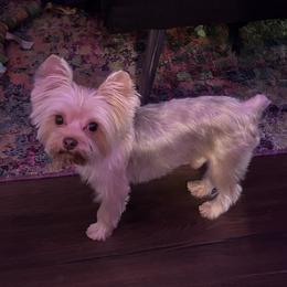 Biggie - Yorkshire Terrier