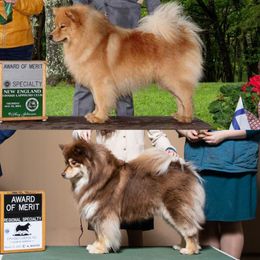 Finnish Lapphund puppies from Tulikettu Kennel