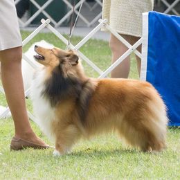 Shetland Sheepdogs from Gopher Hollow
