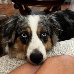 Sky - Australian Shepherd