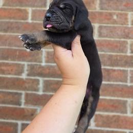 Padfoot - Black male Great Dane puppy in Arlington, Texas from Scoober Danes