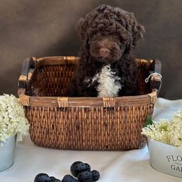 Lagotto Romagnolo Puppies from Joyful Lagotti
