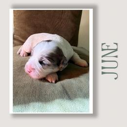 June - Merle female Cavapoo puppy in Oak Island, North Carolina from Double Doodle Cavapoos