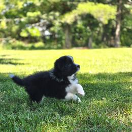 Furlong - Black and white female Border Collie puppy in Olney, Illinois from Heronwood Border Collies