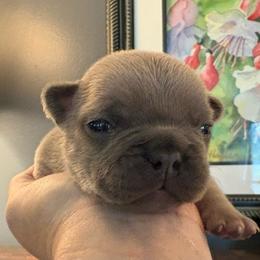 Sunspot - Blue fawn male French Bulldog puppy in Almo, Kentucky from Busy Bee French Bulldogs