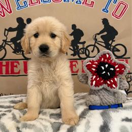 Hopper - Golden male Golden Retriever puppy in Duncan, South Carolina from Glimmer Goldens