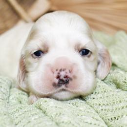 Emma - Buff and white female Cocker Spaniel puppy in Rattan, Oklahoma from Double M Cocker Spaniels