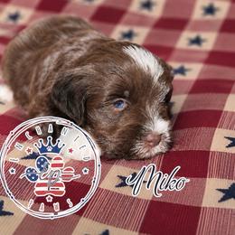 Honor - Liver male Miniature Schnauzer puppy in Dorr, Michigan from Enchanted Paws