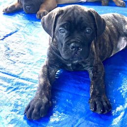 Cane Corso Puppies from Thunderbolt Cane Corso
