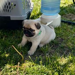 Teal - Fawn female Pug puppy in Baylis, Illinois from Cameo's Pugs