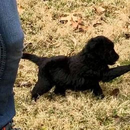Mudi Puppies from Menagerie Mudis & More