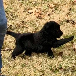 Mudi Puppies from Menagerie Mudis & More