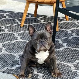French Bulldogs from MJ Frenchies