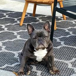French Bulldogs from MJ Frenchies