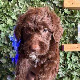 White Collar Girl - Chocolate female Goldendoodle puppy in Lithia Springs, Georgia from Opulent Goldendoodles