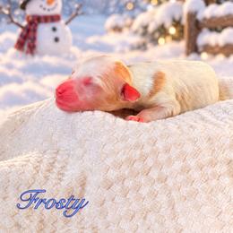 Frosty - Parti male Goldendoodle puppy in Urbana, Illinois from ZaraDoodles