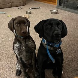 German Shorthaired Pointers from Helmbrecht GSP's