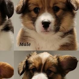 Pembroke Welsh Corgis from Corgi Loaves MN