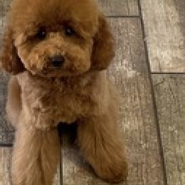 Poodles from Enlightened Oak