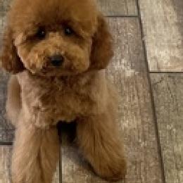 Poodles from Enlightened Oak