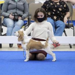 Dove - Beagle