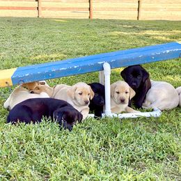 Labrador Retriever Puppies from Green Acres Labradors