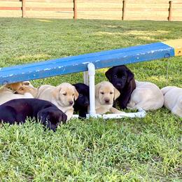 Labrador Retriever Puppies from Green Acres Labradors