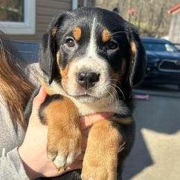 Girl 1 - Black, white and red female Greater Swiss Mountain Dog puppy in Lower Burrell, Pennsylvania from Polyanna’s GSMD
