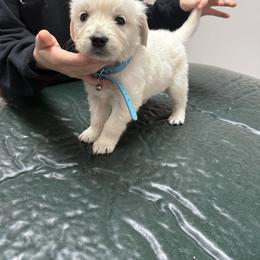 Blue collar - Light golden male Golden Retriever puppy in Radcliff, Kentucky from It’s A Golden Life