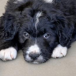 Clover - Black and white female Aussiedoodle puppy in Hope, Indiana from Little Hawcreek Doodles