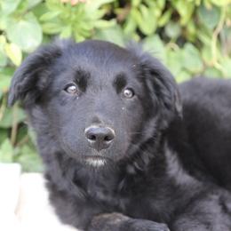 Nelle - Black tri-color female Australian Shepherd puppy in Hillsboro, Ohio from Sugar Grove Farms