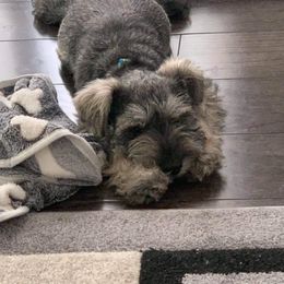 Miniature Schnauzer Puppies from Pierhaus Minature Schnauzers