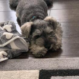 Miniature Schnauzer Puppies from Pierhaus Minature Schnauzers
