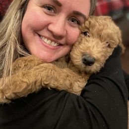 Goldendoodle Puppies from FurEver Friends Doodles