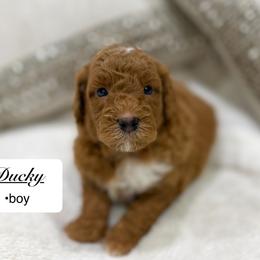 Ducky - Apricot male Goldendoodle puppy in Jackson, Mississippi from T.M. Poodles & Doodles