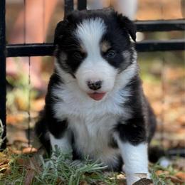 Girl 3 - Black and white female Border Collie puppy in Morriston, Florida from Garcia Family Farms