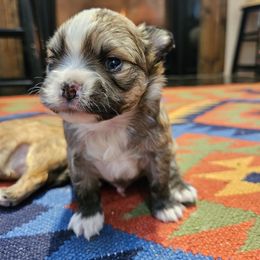 Chihuahua Puppies from Little Amigos