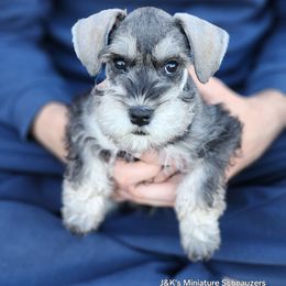 Jean Grey - Salt and pepper female Miniature Schnauzer puppy in Piedmont, Oklahoma from J&K's Miniature Schnauzers