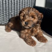 Cavapoo and Whoodle Puppies from Perfect Pawzabilities