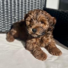 Cavapoo and Whoodle Puppies from Perfect Pawzabilities