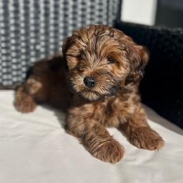 Cavapoo and Whoodle Puppies from Perfect Pawzabilities
